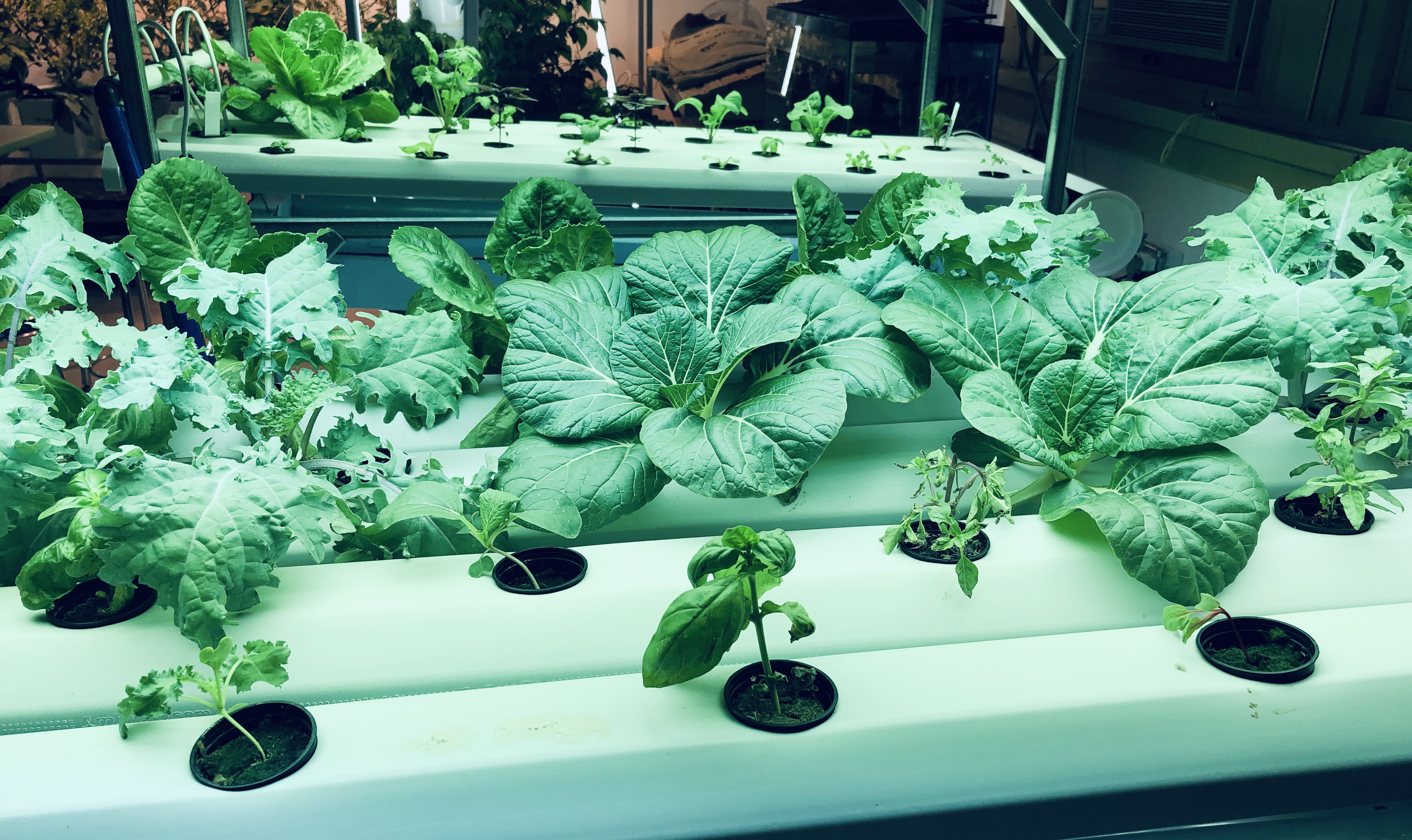 Urban farming in NYC: It's not just for tech start-ups ...